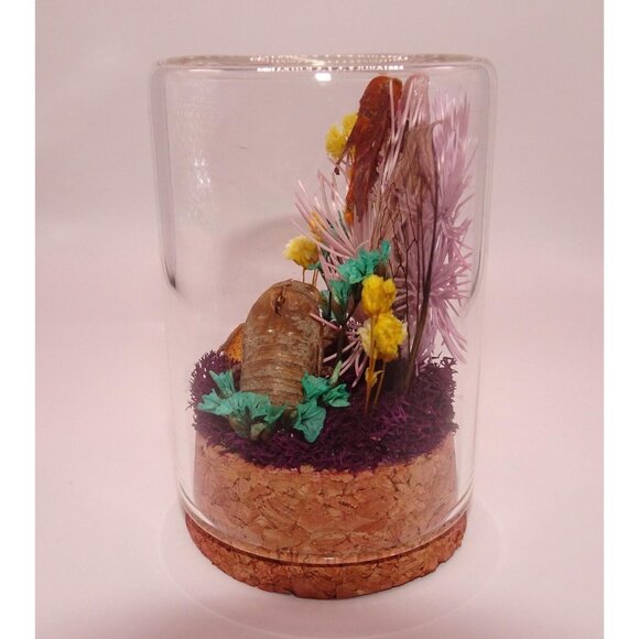 Orange Tipped Oakworm Moth Cicada Skin Dried Flowers Oddity Jar taxidermy witchy - Picture 5 of 12